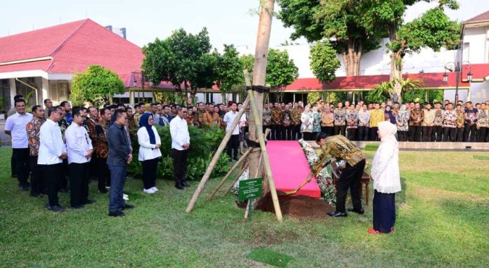 Jenis Pohon Pulai dan Pohon Flamboyan yang Ditanam Jokowi Jenis Pohon Pulai dan Pohon Flamboyan yang Ditanam Jokowi di Halaman Istana Jakarta