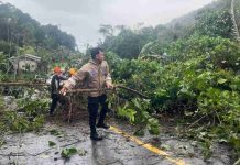Respon Cepat Personel Polsek Siantan Evakuasi Pohon Tumbang Jalan Desa Tarempa Respon Cepat Personel Polsek Siantan Evakuasi Pohon Tumbang Jalan Desa Tarempa