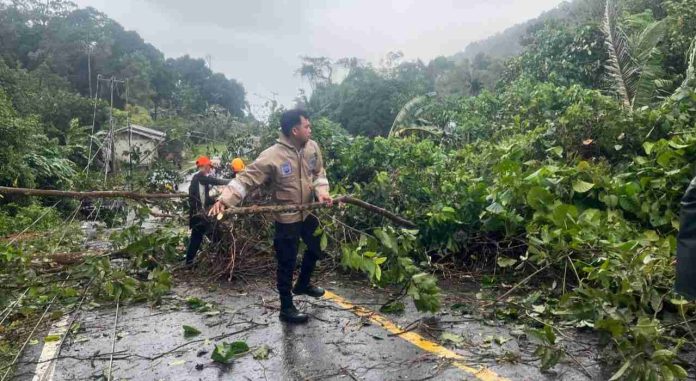 Respon Cepat Personel Polsek Siantan Evakuasi Pohon Tumbang Jalan Desa Tarempa 1 Respon Cepat Personel Polsek Siantan Evakuasi Pohon Tumbang Jalan Desa Tarempa