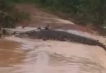 Beredar Video Penangkaran Buaya PT Perkasa Jagat Karunia Jebol, Warga Batam Diminta Waspada Seekor Buaya Lepas 2