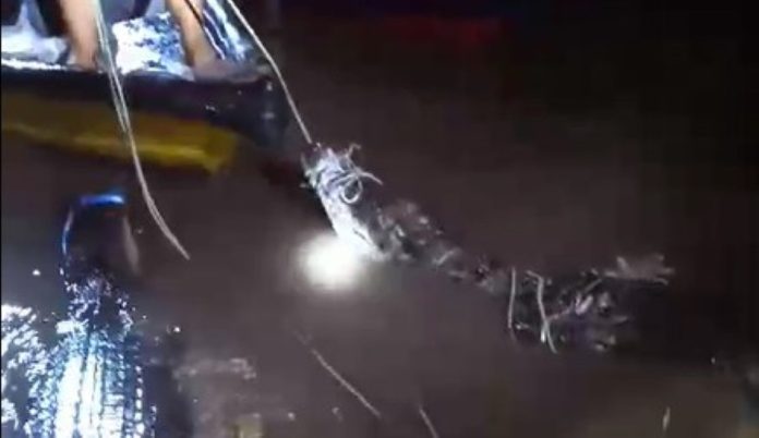 Warga Tangkap Buaya PT PKJ Lepas