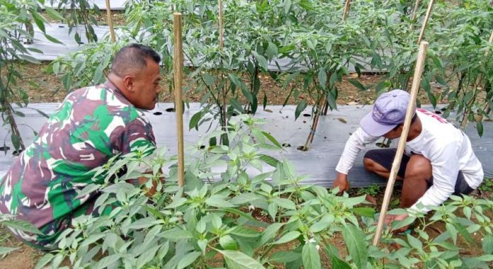 Dukung Ketahanan Pangan, Kopda Irmawan Bantu Petani Cabai di Desa Tarempa