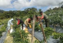 Komsos Sertu Maniur Simanjuntak dengan Petani di Desa Tarempa Selatan Komsos Sertu Maniur Simanjuntak dengan Petani di Desa Tarempa Selatan