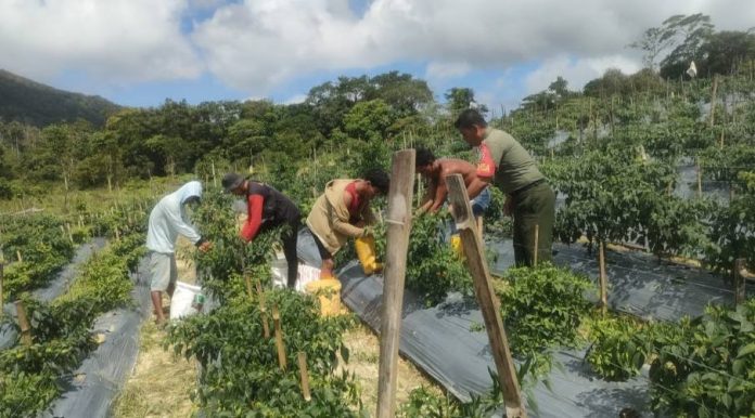 Komsos Sertu Maniur Simanjuntak dengan Petani di Desa Tarempa Selatan 1 Komsos Sertu Maniur Simanjuntak dengan Petani di Desa Tarempa Selatan