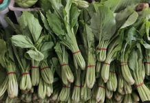 Gagal Panen, Harga Sawi di Karimun Tembus Rp 50 Ribu