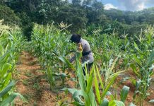 Polsek Siantan Aktif Kawal Pertumbuhan Jagung Demi Sukseskan Program Ketahanan Pangan Polsek Siantan Aktif Kawal Pertumbuhan Jagung Demi Sukseskan Program Ketahanan Pangan