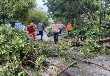 Angin Kencang di Karimun Mengakibatkan Pohon Tumbang, 3 Orang Alami Luka
