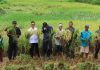 Dukung Ketahanan Pangan, Polres Anambas Hadir Panen Padi Desa Pesisir Timur Dukung Ketahanan Pangan, Polres Anambas Hadir Panen Padi Desa Pesisir Timur