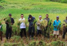 Dukung Ketahanan Pangan, Polres Anambas Hadir Panen Padi Desa Pesisir Timur Dukung Ketahanan Pangan, Polres Anambas Hadir Panen Padi Desa Pesisir Timur