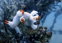 PT Timah Tenggelamkan Ribuan Artificial Reef, Restorasi Terumbu Karang