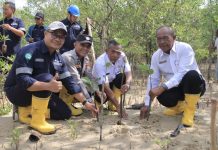 PT Timah Tanam 2500 Bibit Mangrove, Jaga Kelestarian Lingkungan di Karimun