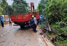 Siaga Libur Kenaikan Isa Almasih, Kepolisian Evakuasi Pohon Tumbang Siaga Libur Kenaikan Isa Almasih, Kepolisian Evakuasi Pohon Tumbang