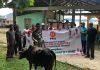Anggota DPRD Anambas Fraksi PKS, Sumbang 1 Ekor Sapi Kurban untuk Warga Dusun Palah