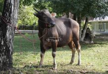 PT Timah Distribusikan Ratusan Hewan Kurban Idul Adha 1446 Hijriah