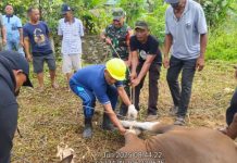 Komsos Babinsa Terempa Sertu Ganda Fitrianto Turun Bantu Sembelihkan Hewan Kurban