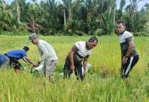 Sinergi Polsek Jemaja, Dinas Pertanian dan Petani Panen Padi Bersama di Dusun Sedanau Anambas Sinergi Polsek Jemaja, Dinas Pertanian dan Petani Panen Padi Bersama di Dusun Sedanau Anambas