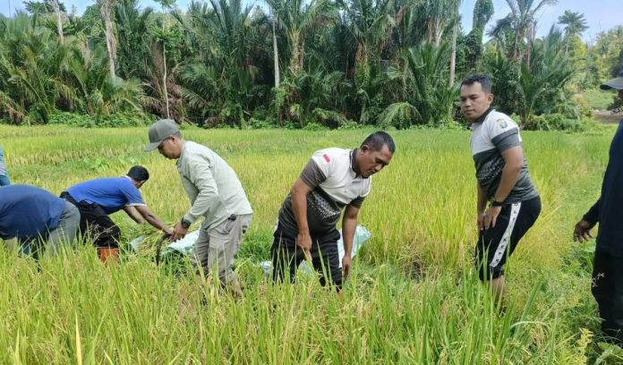Sinergi Polsek Jemaja, Dinas Pertanian dan Petani Panen Padi Bersama di Dusun Sedanau Anambas