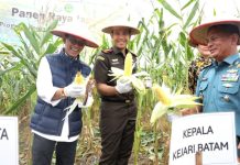 Panen Raya Jagung Seluas 3 Hektar di Rempang Cate Hasil Binaan Kejari Batam Wali Kota Batam, Amsakar Achmad menghadiri panen raya jagung bersama kelompok tani binaan Kejaksaan Negeri Batam