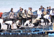 Amasakar: Kehadiran Wapres Gibran Semakin Memotivasi Masyarakat Pesisir Usaha Lobster Kehadiran Wapres Gibran Semakin Memotivasi Masyarakat Pesisir Usaha Lobster