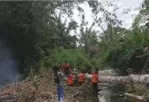 Respon Cepat Terhadap bencana alam, BPBD Pasaman Bersihkan Batang kayu tumbang di Badan sungai