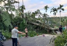 BPBD Pasaman Reaksi Cepat Atasi Kemacetan akibat Pohon Tumbang Jalan Panti-Duo koto