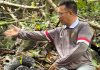 Potensi Wisata Baru, Bupati Aneng Kagumi Pesona Rafflesia di Gunung Batu Tabir Anambas Bupati Aneng Kagumi Pesona Rafflesia di Gunung Batu Tabir Anambas