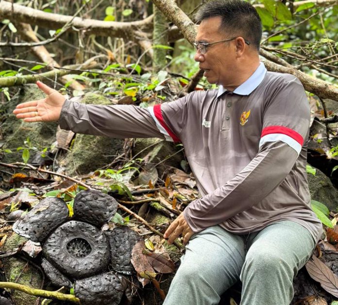 Bupati Aneng Kagumi Pesona Rafflesia di Gunung Batu Tabir Anambas Bupati Aneng Kagumi Pesona Rafflesia di Gunung Batu Tabir Anambas