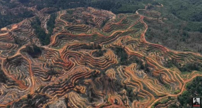 Data Deforestasi di Sumatera 2 Data Deforestasi di Sumatera