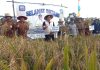 Bupati Roby Panen Perdana Padi Gogo Bersama Petani Maju Jaya Desa Lancang Kuning Bupati Roby Panen Perdana Padi Gogo Bersama Petani Maju Jaya Desa Lancang Kuning