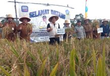 Bupati Roby Panen Perdana Padi Gogo Bersama Petani Maju Jaya Desa Lancang Kuning Bupati Roby Panen Perdana Padi Gogo Bersama Petani Maju Jaya Desa Lancang Kuning