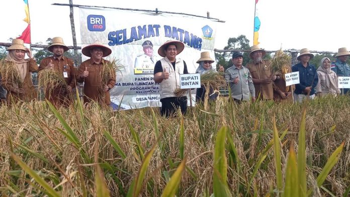 Bupati Roby Panen Perdana Padi Gogo Bersama Petani Maju Jaya Desa Lancang Kuning