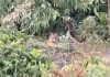 Warga Heboh Paska Harimau Sumatera Kembali Muncul di Pelalawan Warga Heboh Paska Harimau Sumatera Kembali Muncul di Pelalawan
