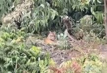 Warga Heboh Paska Harimau Sumatera Kembali Muncul di Pelalawan Warga Heboh Paska Harimau Sumatera Kembali Muncul di Pelalawan