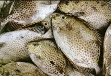 Dingkis, Emas Berenang Jadi Primadona Imlek di Karimun, Simbol Rezeki dan Kelimpahan Menjelang perayaan Tahun Baru Imlek, permintaan terhadap