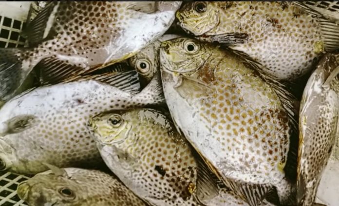 Menjelang perayaan Tahun Baru Imlek, permintaan terhadap Menjelang perayaan Tahun Baru Imlek, permintaan terhadap