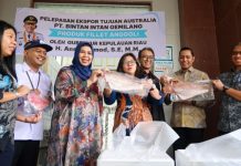 Pemprov Kepri Lepas Ekspor 759 Kg Fillet Ikan Anggoli Bintan ke Australia Pemprov Kepri Lepas Ekspor 759 Kg Fillet Ikan Anggoli Bintan ke Australia