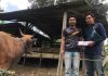 Wujudkan Ketahanan Pangan, Usaha Peternakan Sapi BUMDES Damar Desa Lingga Berpotensi Datangkan Investor Usaha Peternakan Sapi BUMDES Damar Desa Lingga
