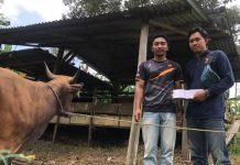 Wujudkan Ketahanan Pangan, Usaha Peternakan Sapi BUMDES Damar Desa Lingga Berpotensi Datangkan Investor Usaha Peternakan Sapi BUMDES Damar Desa Lingga