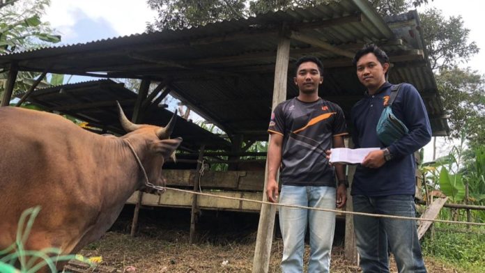 Usaha Peternakan Sapi BUMDES Damar Desa Lingga