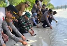 Jaga Ekosistem Laut, Camat Bintan Pesisir Edukasi Warga Lewat Pelepasan Ratusan Tukik di Desa Mapur Camat Bintan Pesisir Edukasi Warga Lewat Pelepasan Ratusan Tukik di Desa Mapur