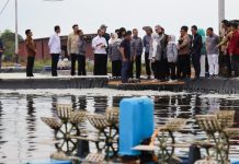 Komisi IX DPR RI Dorong Budidaya Tambak Udang Vaname di Dompak Tanjungpinang Komisi IX DPR RI Dorong Budidaya Tambak Udang Vaname di Dompak Tanjungpinang
