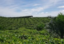 Sekda Syahrial: Riau Miliki 3.494.583 Hektare Perkebunan Kelapa Sawit Riau Miliki 3.494.583 Hektare Perkebunan Kelapa Sawit