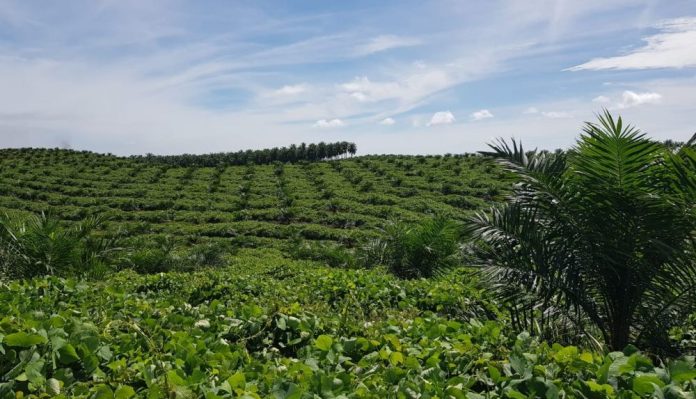 Riau Miliki 3.494.583 Hektare Perkebunan Kelapa Sawit