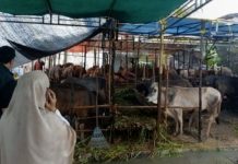 Idul Adha 2026 Hewan Kurban Karimun Aman, Warga Diimbau Pilih Sapi Sehat dan Bersertifikat