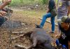 Tekan Angka Stunting, Dinas PUPR Karimun Salurkan Daging Kurban Momentum Hari Raya Idul Adha 1447 Hijriah, dimanfaatkan Dinas Pekerjaan Umum