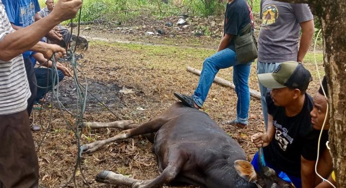 Momentum Hari Raya Idul Adha 1447 Hijriah, dimanfaatkan Dinas Pekerjaan Umum