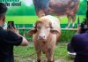 Kerbau Albino “Donald Trump” Selamat dari Kurban Idul Adha, Dipindahkan ke Kebun Binatang Kerbau Albino Donald Trump Selamat dari Kurban Idul Adha 2026
