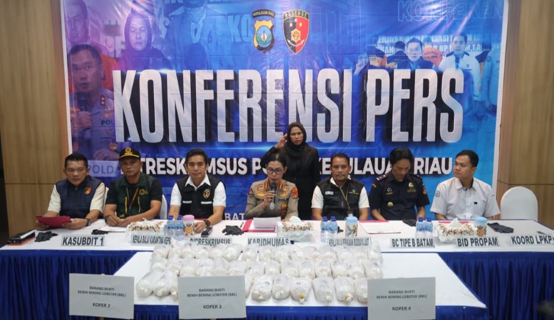 Kronologi Polda Kepri Gagalkan Penyelundupan 100 Ribu Benih Lobster di Batam Kronologi Polda Kepri Gagalkan Penyelundupan 100 Ribu Benih Lobster di Batam