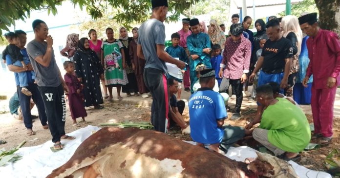 PSN Wiraraja GESEIP Kembali Salurkan Sapi Kurban PSN Wiraraja GESEIP Kembali Salurkan Sapi Kurban