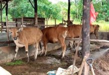 Pemko Tanjungpinang Salurkan 56 Ekor Sapi Kurban, Tahun Depan Wacanakan Sistem Menabung Pemko Tanjungpinang